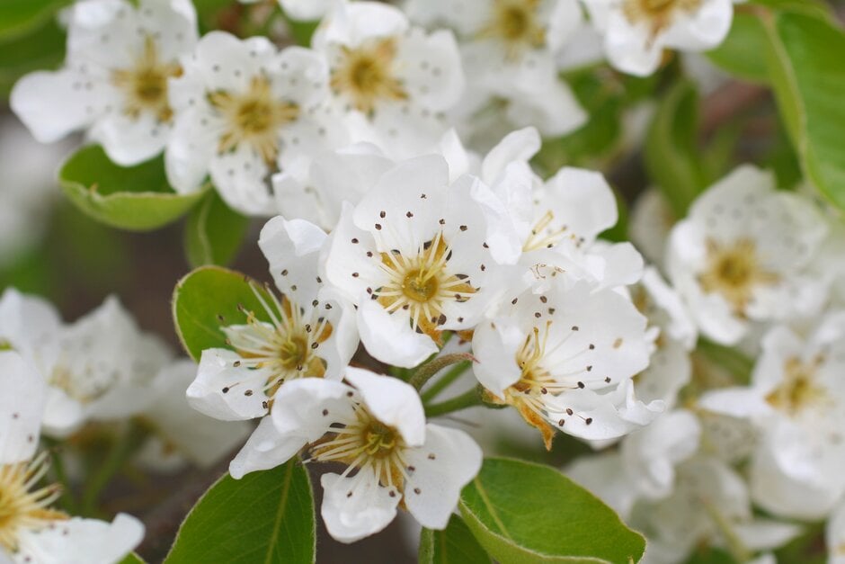 How to grow pears | RHS Guide