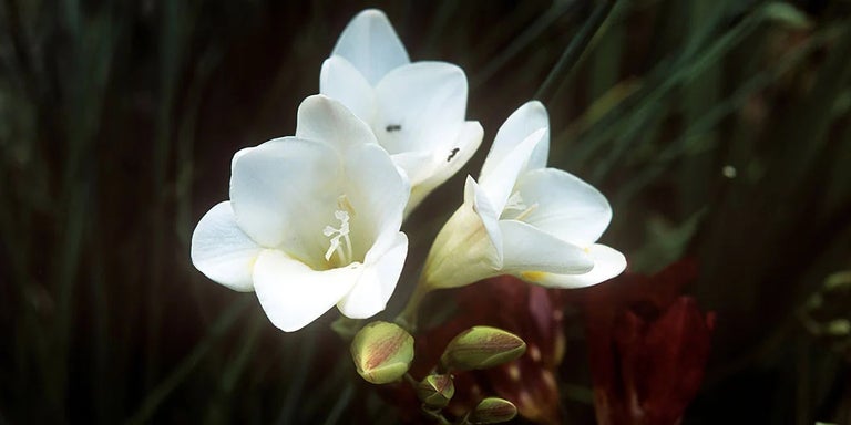 Buy freesia from RHSPlants.co.uk