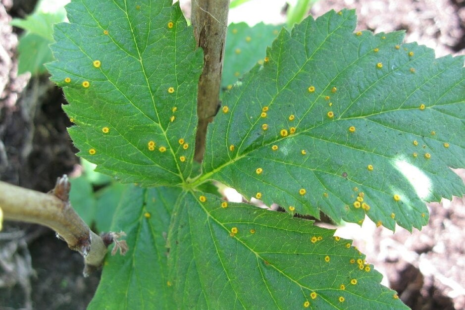 Raspberry Decay How to grow raspberries | RHS Guide