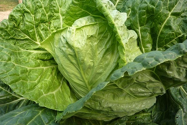 April Cubbage How to grow Cabbages | RHS Guide