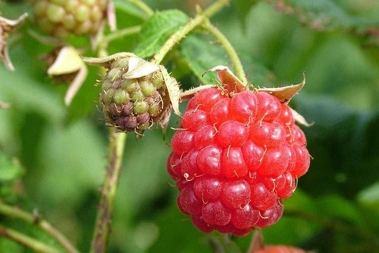 Buy raspberries at RHSplants.co.uk
