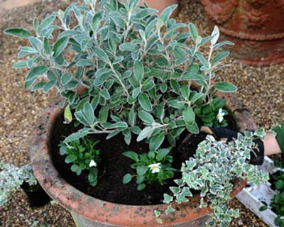RHS Guide to planting up containers
