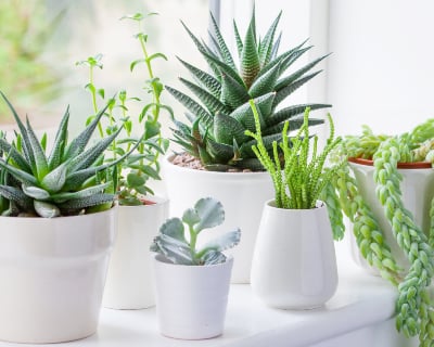 Best houseplants for sunny rooms