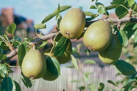 How to grow pears | RHS Guide