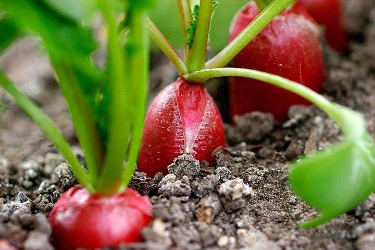 Buy radishes at RHSplants.co.uk
