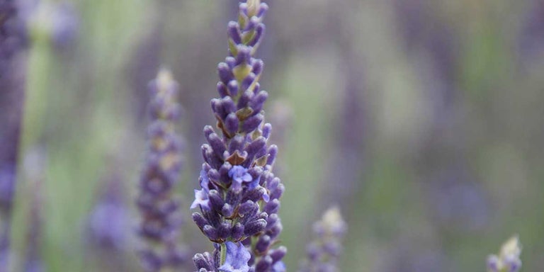 Buy lavender from RHSplants.co.uk