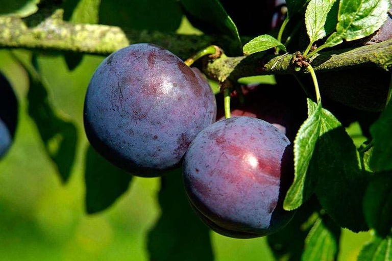Buy plums at RHSplants.co.uk