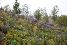 Bank and ditch habitats