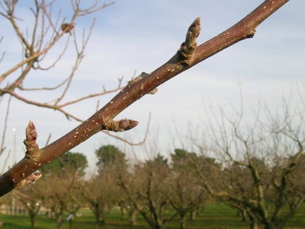 Apples and pears: identifying fruit buds