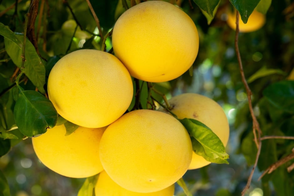 <em>Citrus</em> × <em>aurantium</em> Grapefruit Group