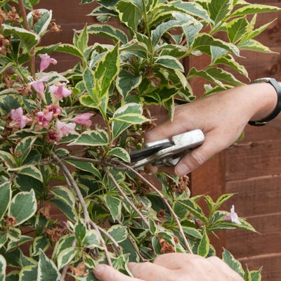 Pruning weigela