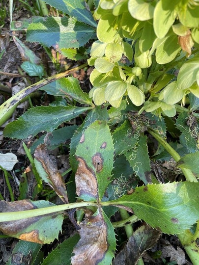 Hellebore leaf spot: Symptoms, Causes & Control | RHS Advice