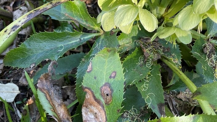 Hellebores Rhs Hellebore leaf spot: Symptoms, Causes & Control | RHS Advice
