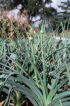 Bolting in vegetables 