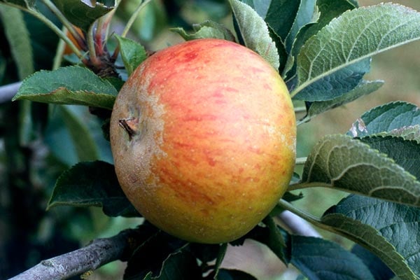 'Ashmead's Kernel' AGM