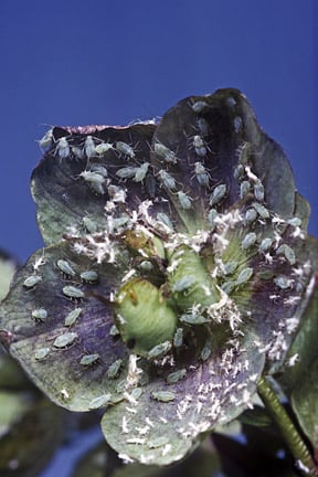 Hellebore aphid