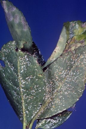 Soft Scale Insects: Identification and Control | RHS Advice