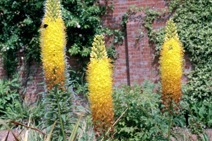 Eremurus stenophyllus