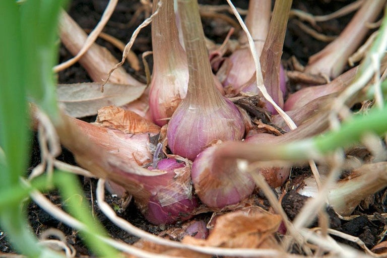 Buy shallots at RHSplants.co.uk