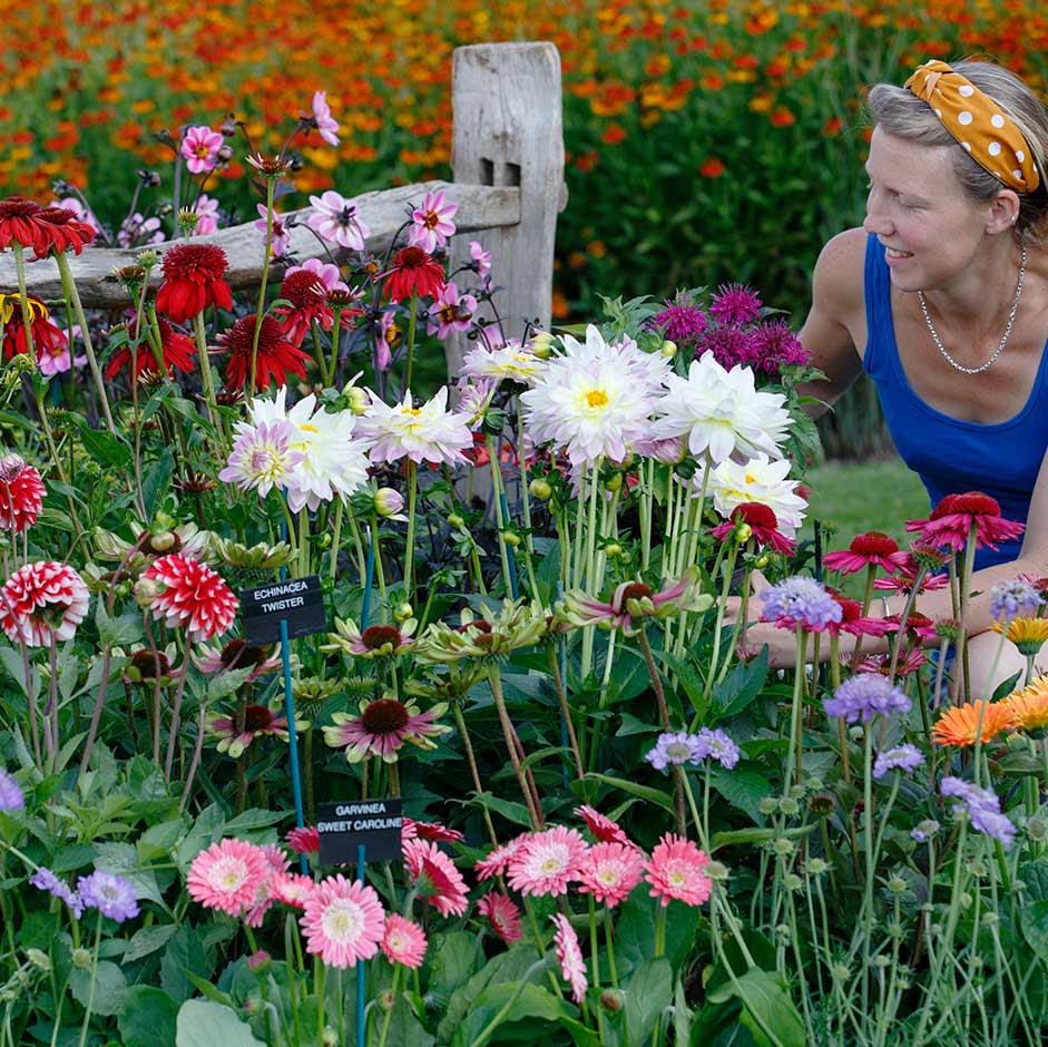 Growing and selecting cut flowers