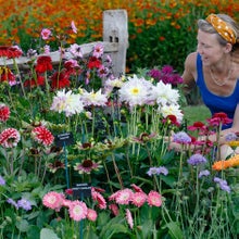 Growing and selecting cut flowers