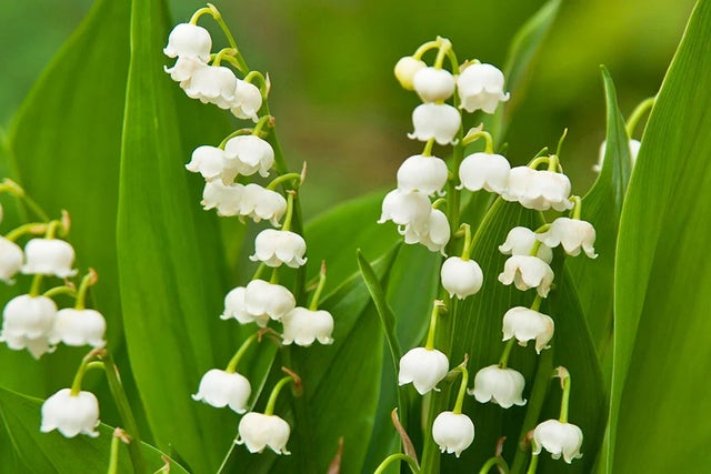 Ten of the hardiest hardy perennials