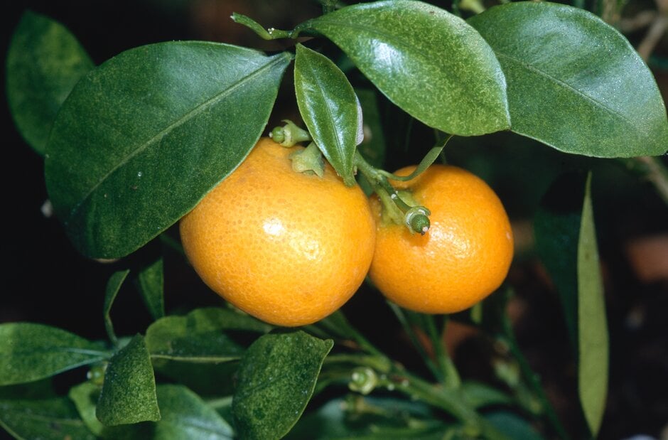 <em>Citrus </em>x <i>microcarpa</i> AGM