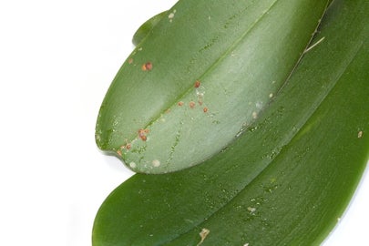Scale Insects: Identification and Control | RHS Advice