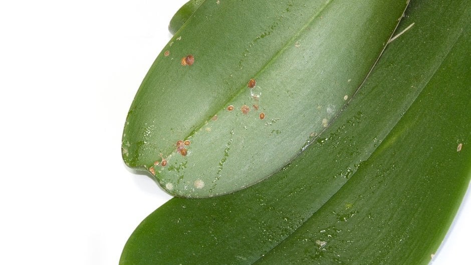 Scale Insects: Identification and Control | RHS Advice