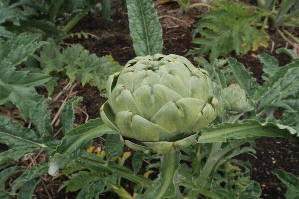 ‘Green Globe Improved’