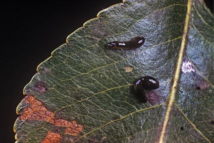 Spotted Wing Drosophila: Fruit Fly Control | RHS Advice
