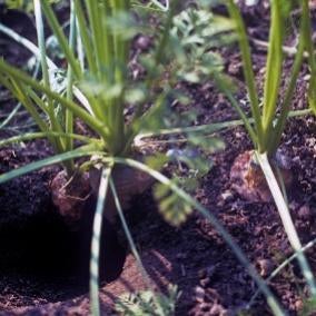 Rat damage on carrots