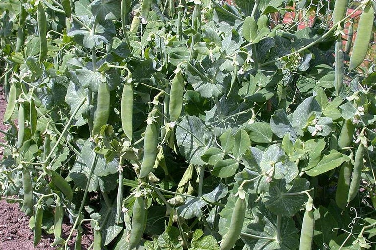 Buy peas at RHSplants.co.uk