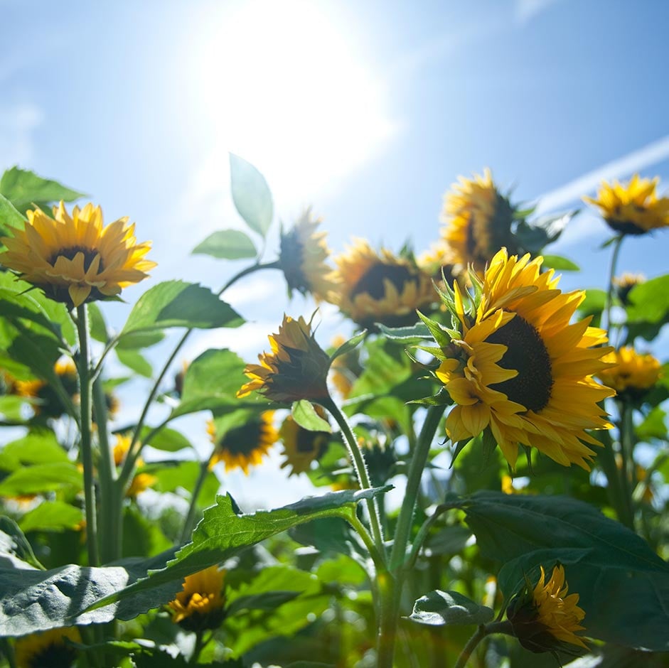 How Plants Absorb Nutrients | RHS Advice