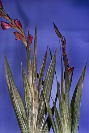 Gladiolus thrips