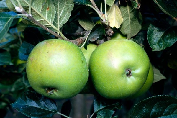 ‘Edward VII’ AGM