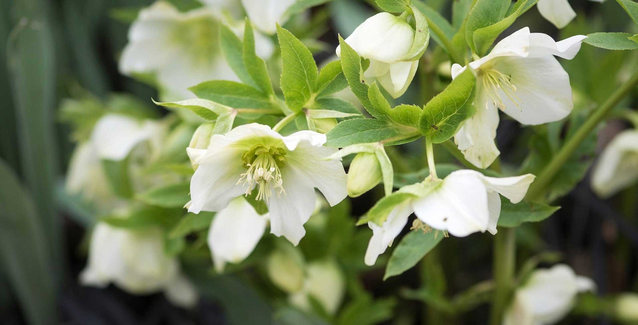 Hellebore Rhs Hellebore (Christmas rose) / RHS Plant Guide