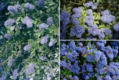 Ceanothus for informal hedging