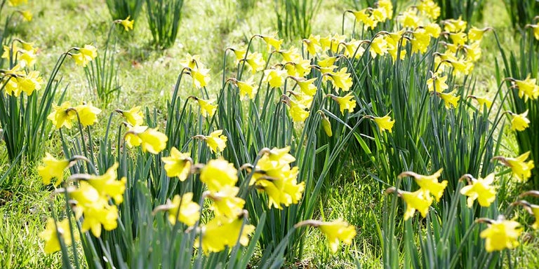 Buy daffodils from RHSplants.co.uk