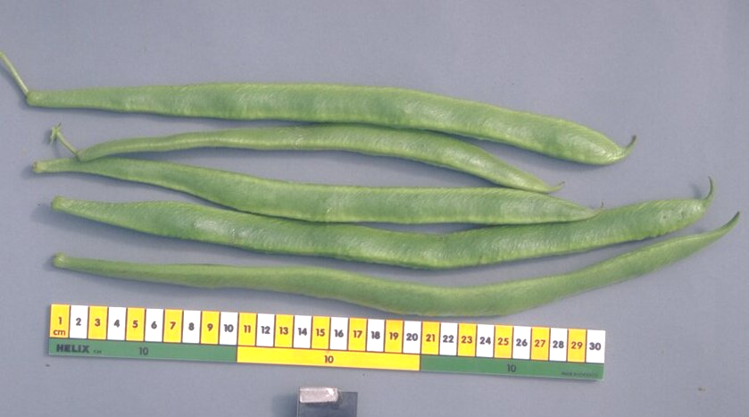 'Enorma' – Elite AGM