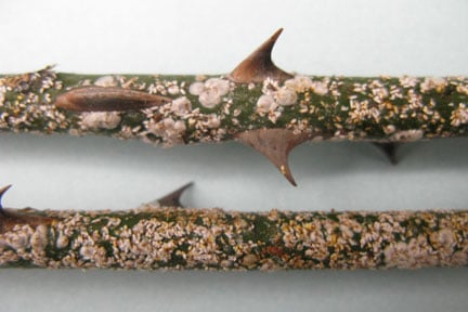 Scurfy rose scale