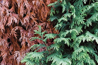 Conifers: brown patches