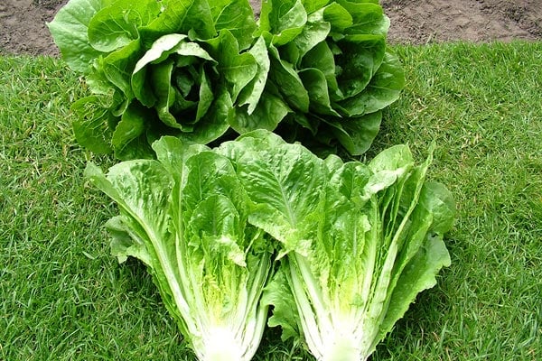 Organic Parris Island Romaine Lettuce Seeds - 4 grams - www Organic Parris Island Romaine Lettuce Seeds - 4 grams - www