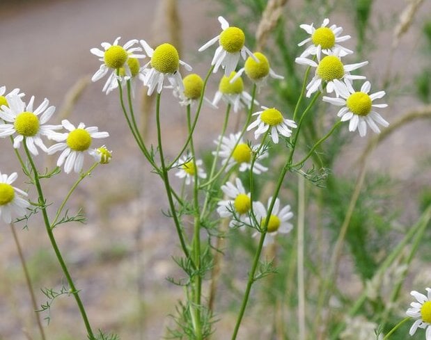 German chamomile