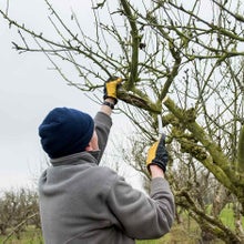 Prune out selected branches completely or cut back to a side branch lower down