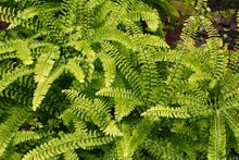 Guide to easy-to-grow hardy ferns