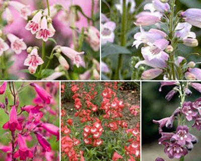 Choose penstemon by hardiness