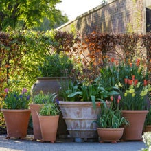 Large containers are best for creating striking displays and are easier to look after