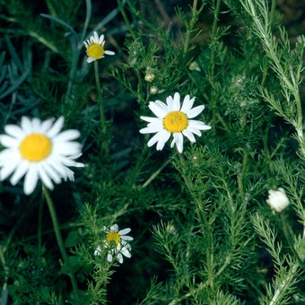 Chamomile lawns and alternatives