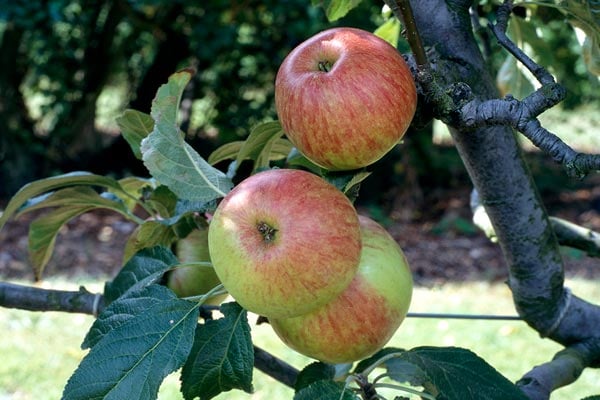 'Laxton's Fortune' AGM